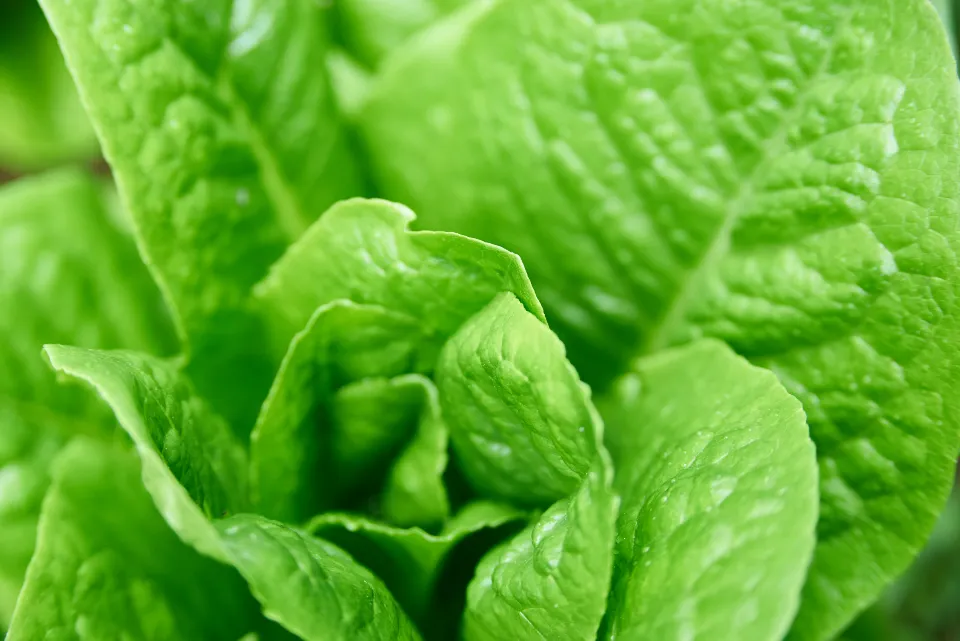 Close view of fresh green lettuce leaves growing in a garden bed